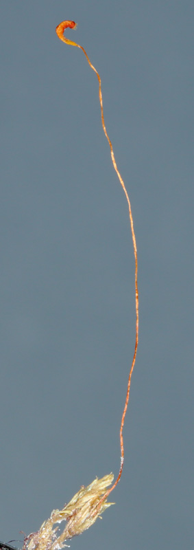 Amblyodon dealbatus